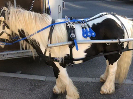 gelding Pony