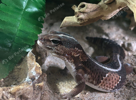 Fat tailed gecko and enclosure