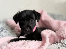 Patterdale puppies