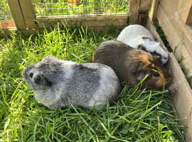 Female Guinea pigs for sale