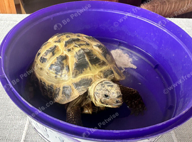7 Year old Horsefield Tortoise for sale with full set up included