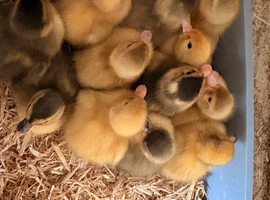 Call ducklings