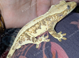 Tricolour lilly white male