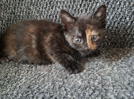 Kittens