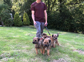 Puppies