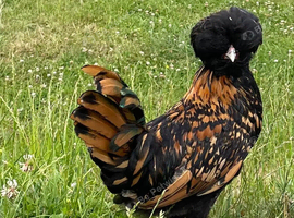 Gold laced polish bantams
