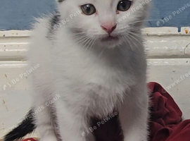 Kitten available
