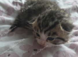 Beautiful kittens half British shorthair
