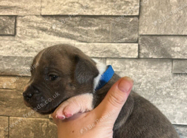 Bulldog x Staffordshire Bull Terrier