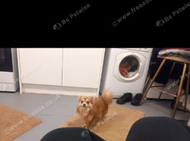 Chihuahua stud