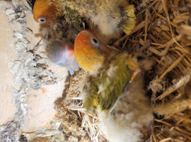 Lovebirds