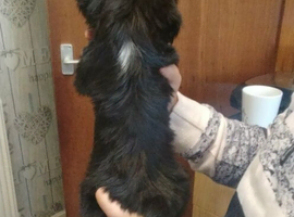Lhasa Apso puppies for sale