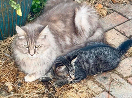 Mainecoon cross