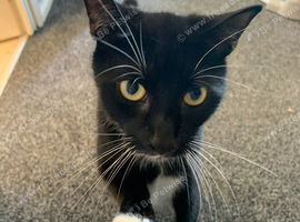 1 year old female needs rehoming asap