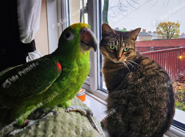Yellow-Crowned Amazon Parrot Seeking an Experienced New Home