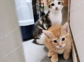 Stunning kittens available now