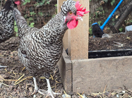 Chickens for sale