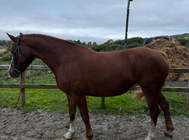 Welsh sec D mare