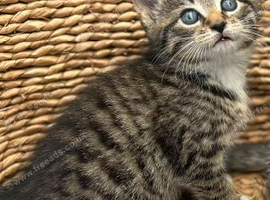 8 week male kitten