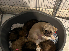 5 imperial Shih tuzs  pups