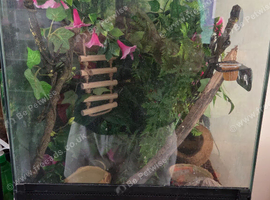 Ypunge crested gecko