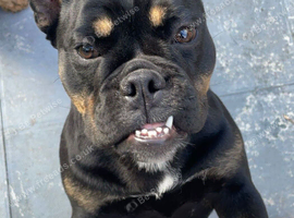 English girl bulldog