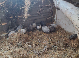 12 button quail