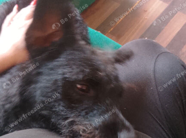 Male patterdale