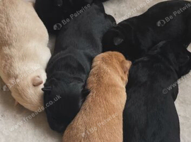 Scottish Terrier Puppies for Sale