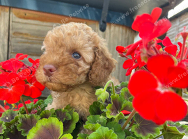 Toy poodle x min poodle