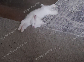 11 week old male kitten for new home