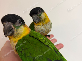 Silly tame Baby Caique parrots