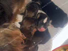 Puppies