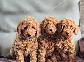 DNA EXTENSIVELY TESTED! MINIATURE POODLE PUPPIES