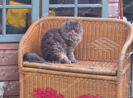 Cats for sale