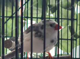 2 zebra finches (white black)