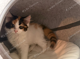 Maine coon x Persian