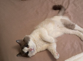 Ragdoll boy