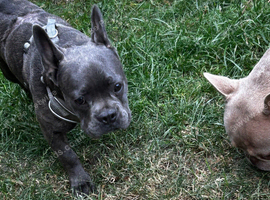 6,5 month blue brindle frenchie boy kc reg