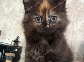 Mixed breed long hair tortoise