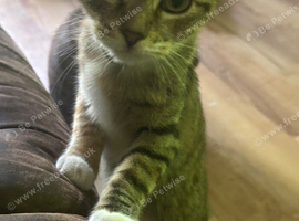 Female torbie