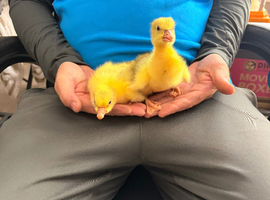 Eden goslings x2
