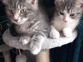 Kittens 11wks