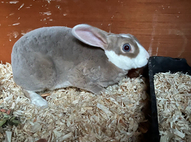 Mini Rex girl