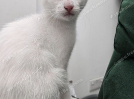 WHITE KITTEN FOR POTENTIAL SALE PLEASE READ