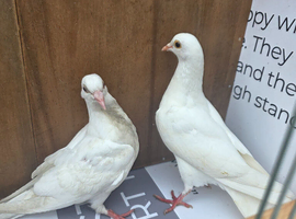 Pigeons