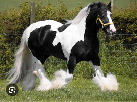 Anyone need any help with their horses