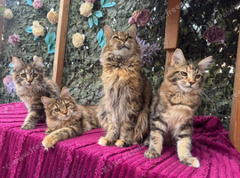 XXL Maine Coon Kittens TICA Pedigree Supreme Champion Bloodline