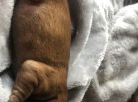 Puppies