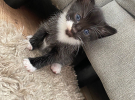 Kittens for sale
